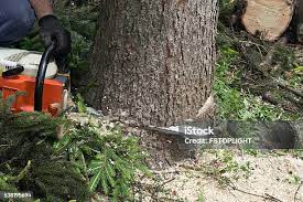 Reliable Shortsville, NY Tree Removal Solutions