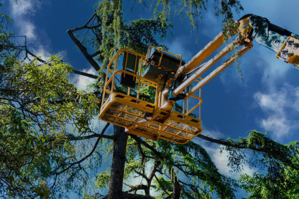 How Our Tree Care Process Works  in  Shortsville, NY