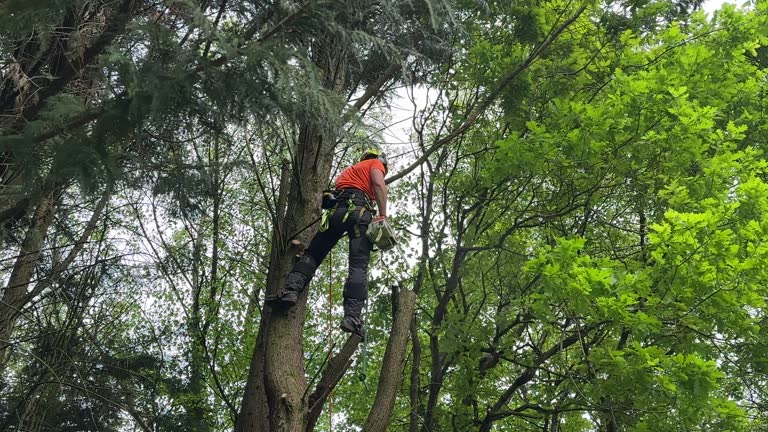 Best Tree Removal  in Shortsville, NY