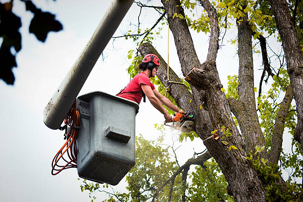 Best Palm Tree Trimming  in Shortsville, NY